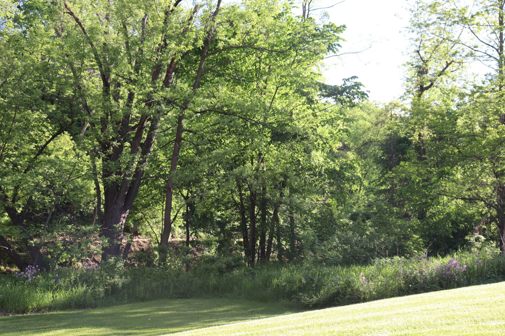 Woods